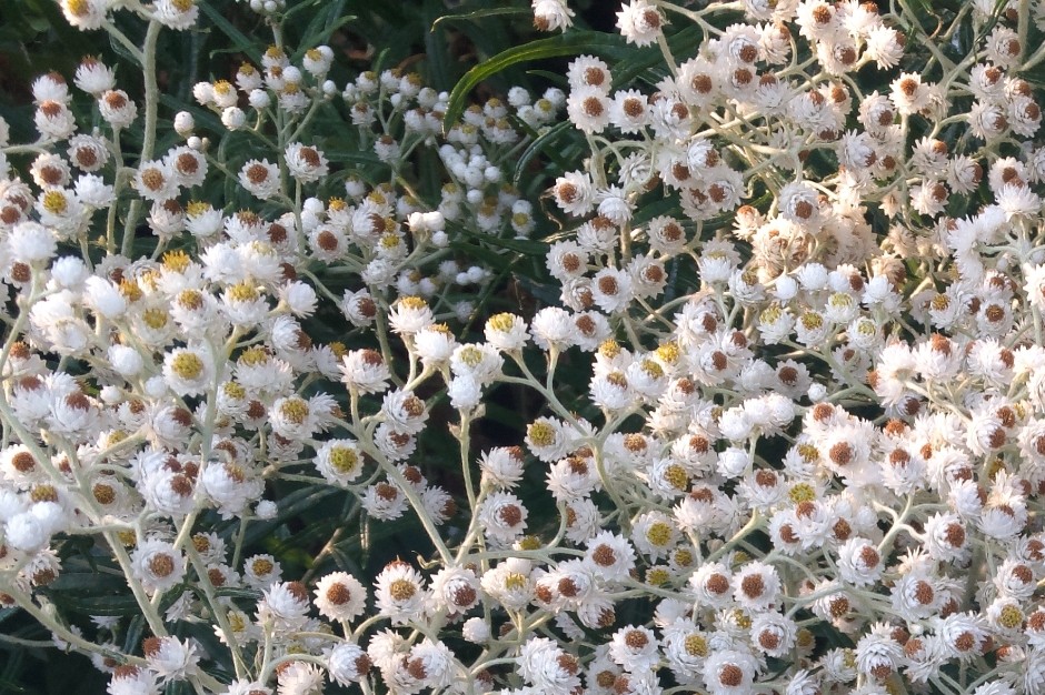 A picture of wild flower of Portland